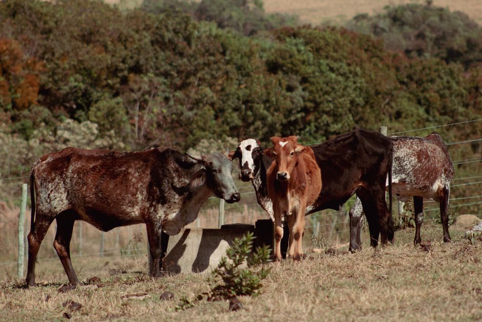 Group of cattle standing in a rural pasture with a backdrop of lush greenery.