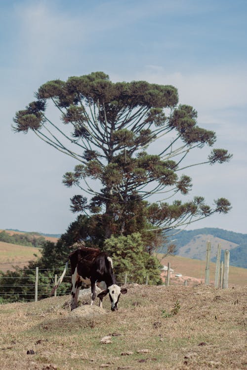 A Cow Near a Green Tree