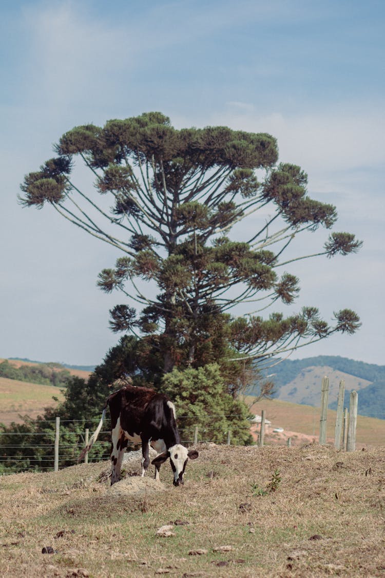 A Cow Near A Green Tree