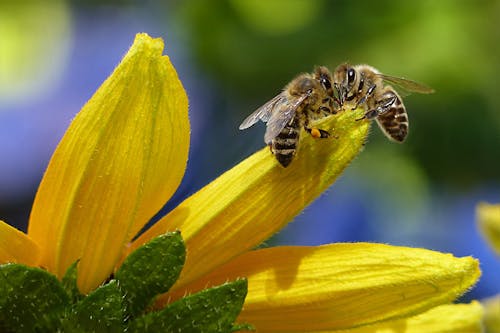 Пчела потягивает нектар на цветке днем
