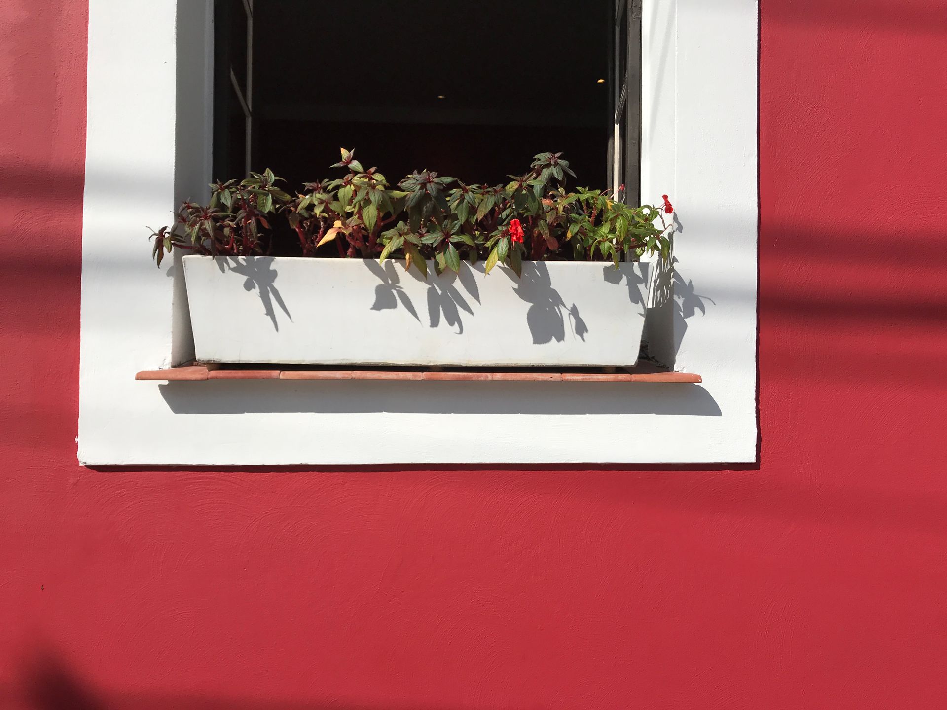 Window with a white plant box against a striking red wall in sunny Centro, Brazil.