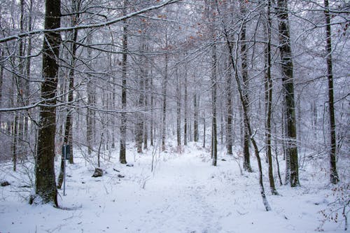 Imagine de stoc gratuită din copaci goi, natură, pământ acoperit de zăpadă