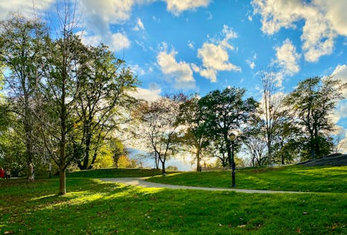Foto d'estoc gratuïta de arbres verds, caminar camí, cel blau