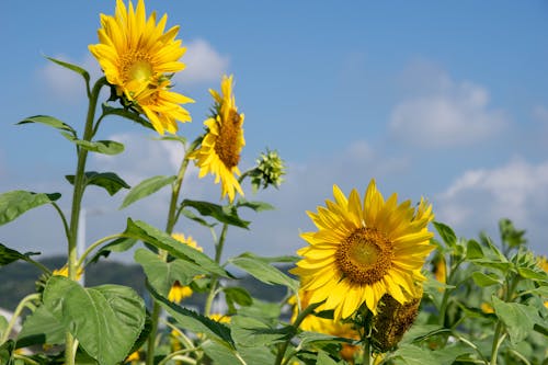 Yellow Sunflowers Under Blue Sky