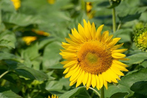 Close-up of a Sunflower on a Sunflower Field 