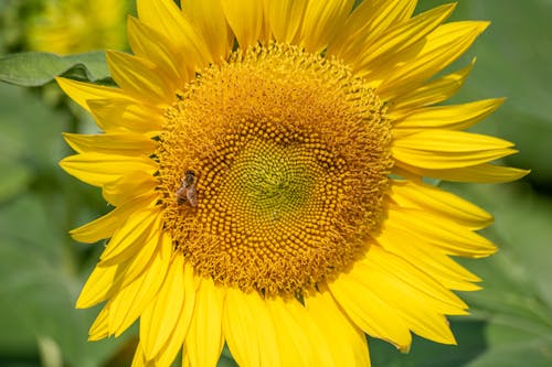 A Close-up Shot of a Bee Perched on Yellow Sunflower