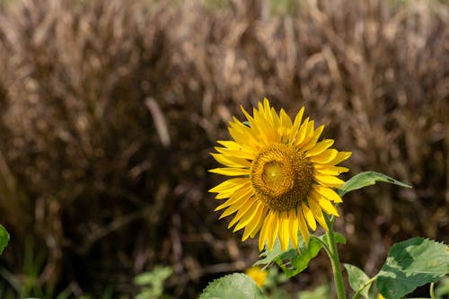 A Yellow Sunflower in Full Bloom