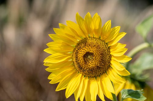 Photo of a Single Sunflower