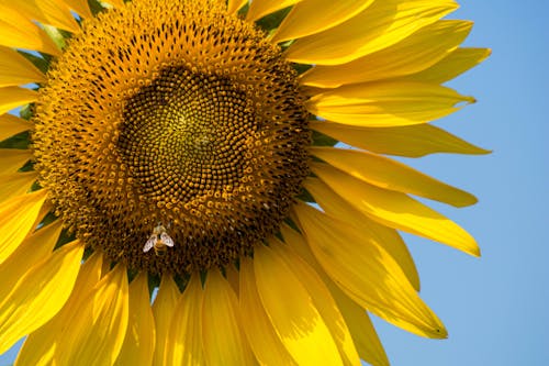 A Bee on a Yellow Sunflower with Blue Background