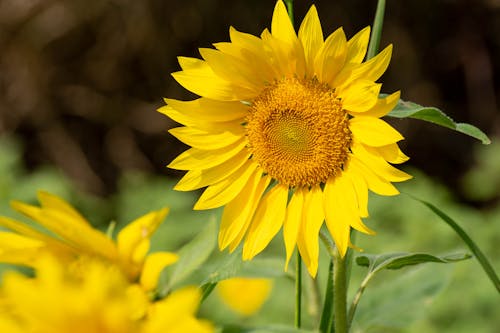 A Yellow Sunflower in Full Bloom