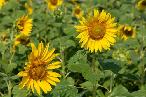 A Yellow Sunflowers with Green Leaves on the Field