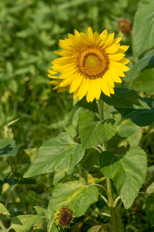 A Yellow Sunflower in Full Bloom