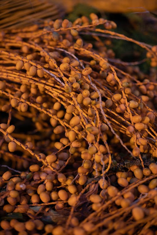 Foto stok gratis buah-buahan, cokelat, makanan