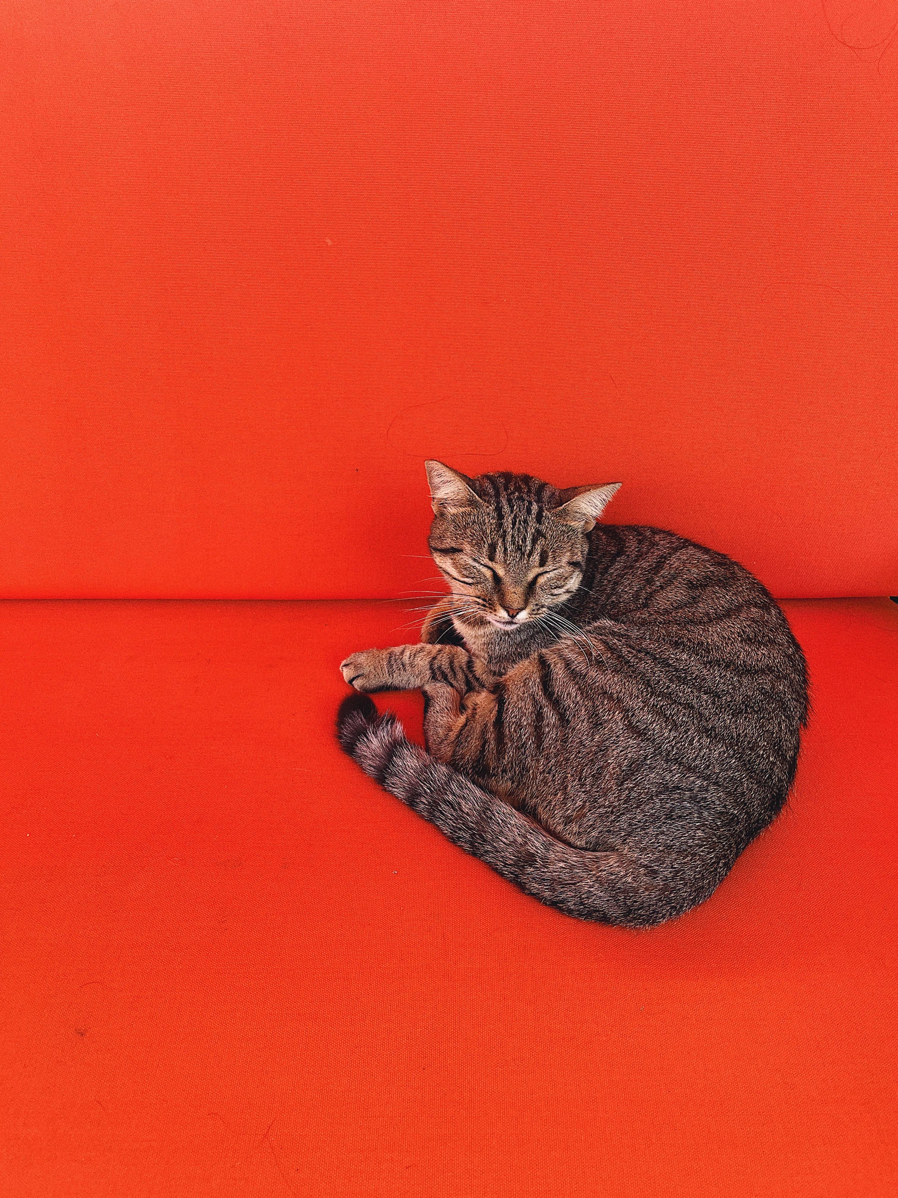 A peaceful gray tabby cat sleeping on a vibrant red couch, capturing a cozy domestic scene.