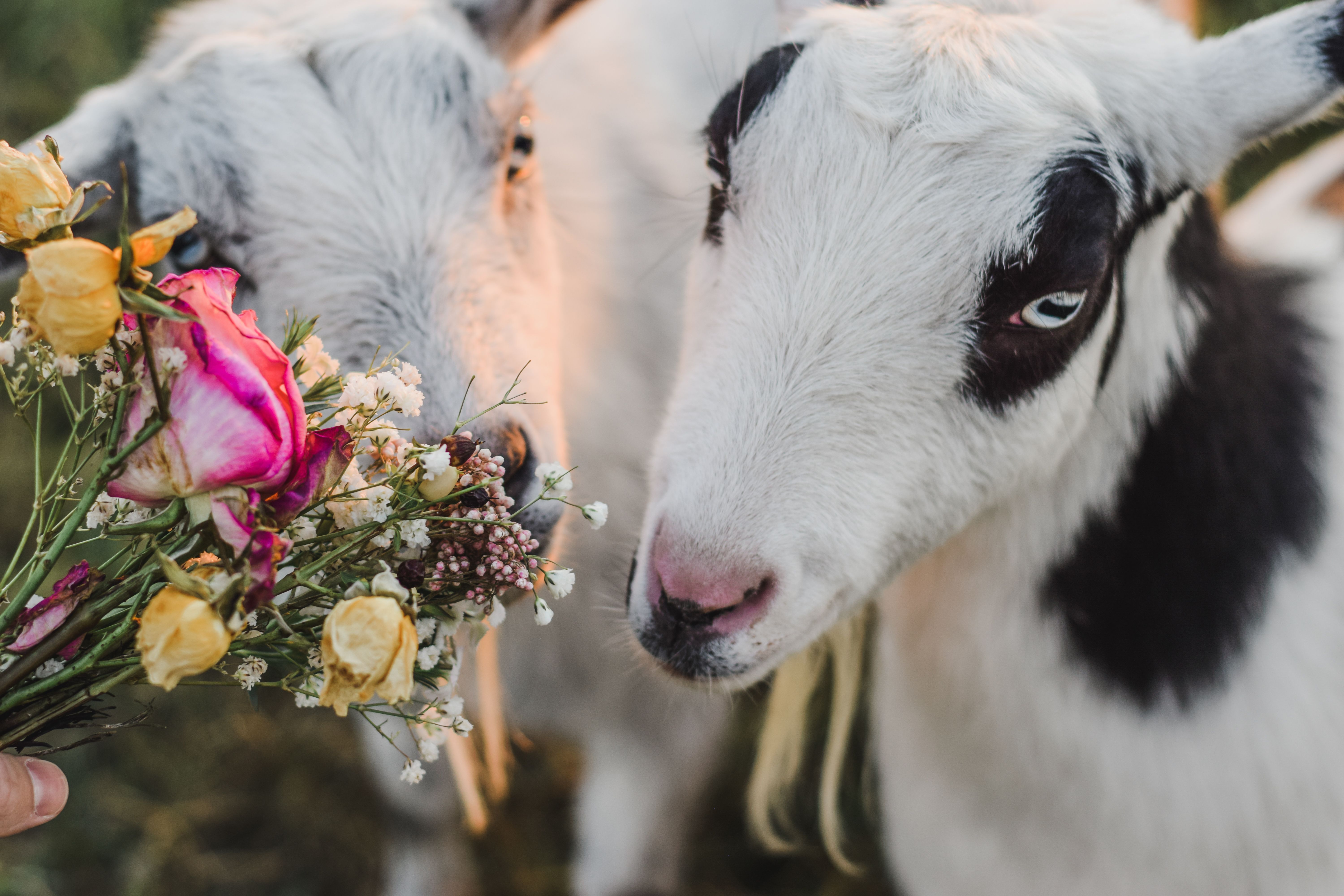 Bouquet of Flowers Offered to Goats · Free Stock Photo