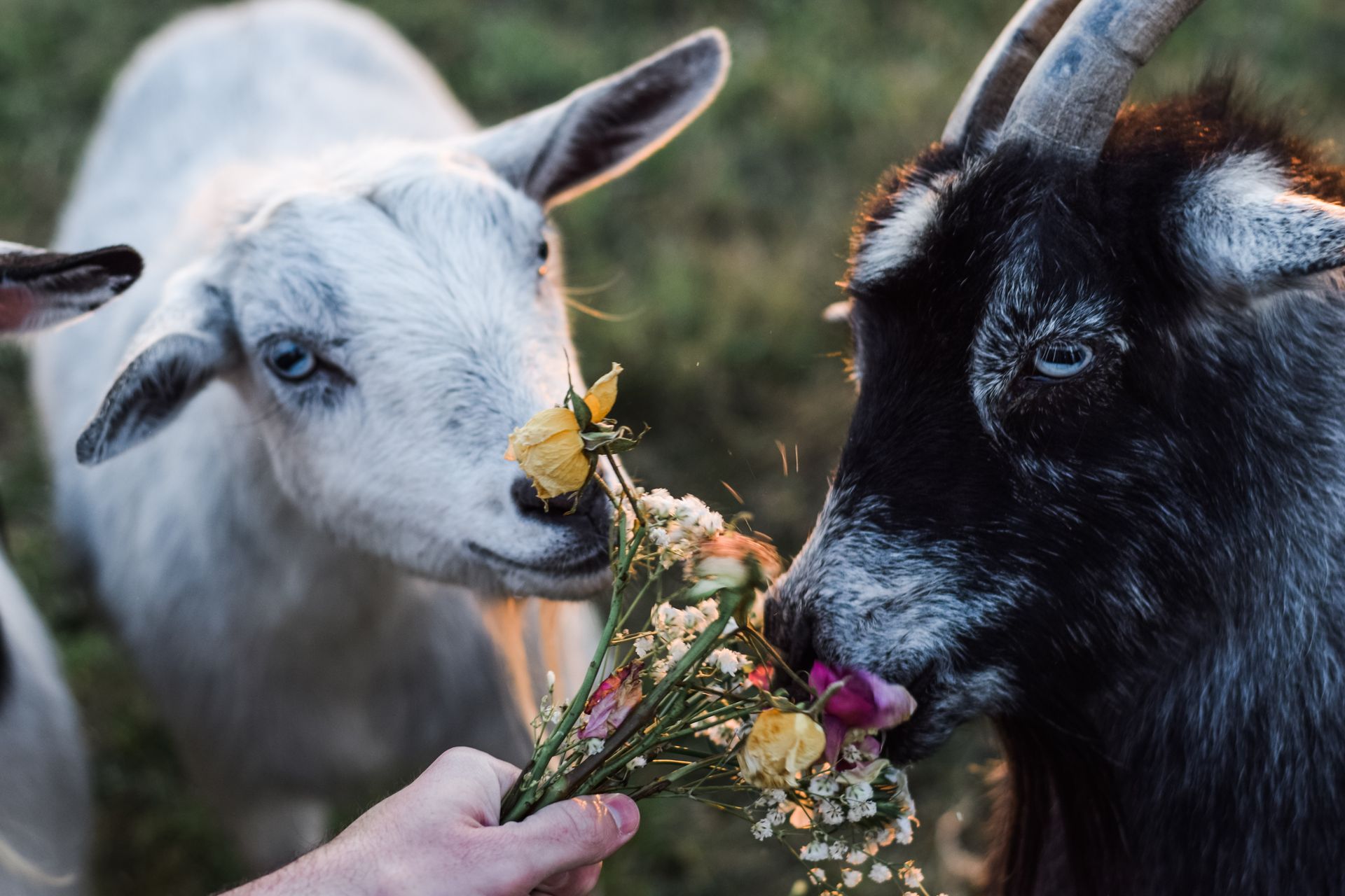 Goats Sniffing a Bunch of Wilted Flowers
