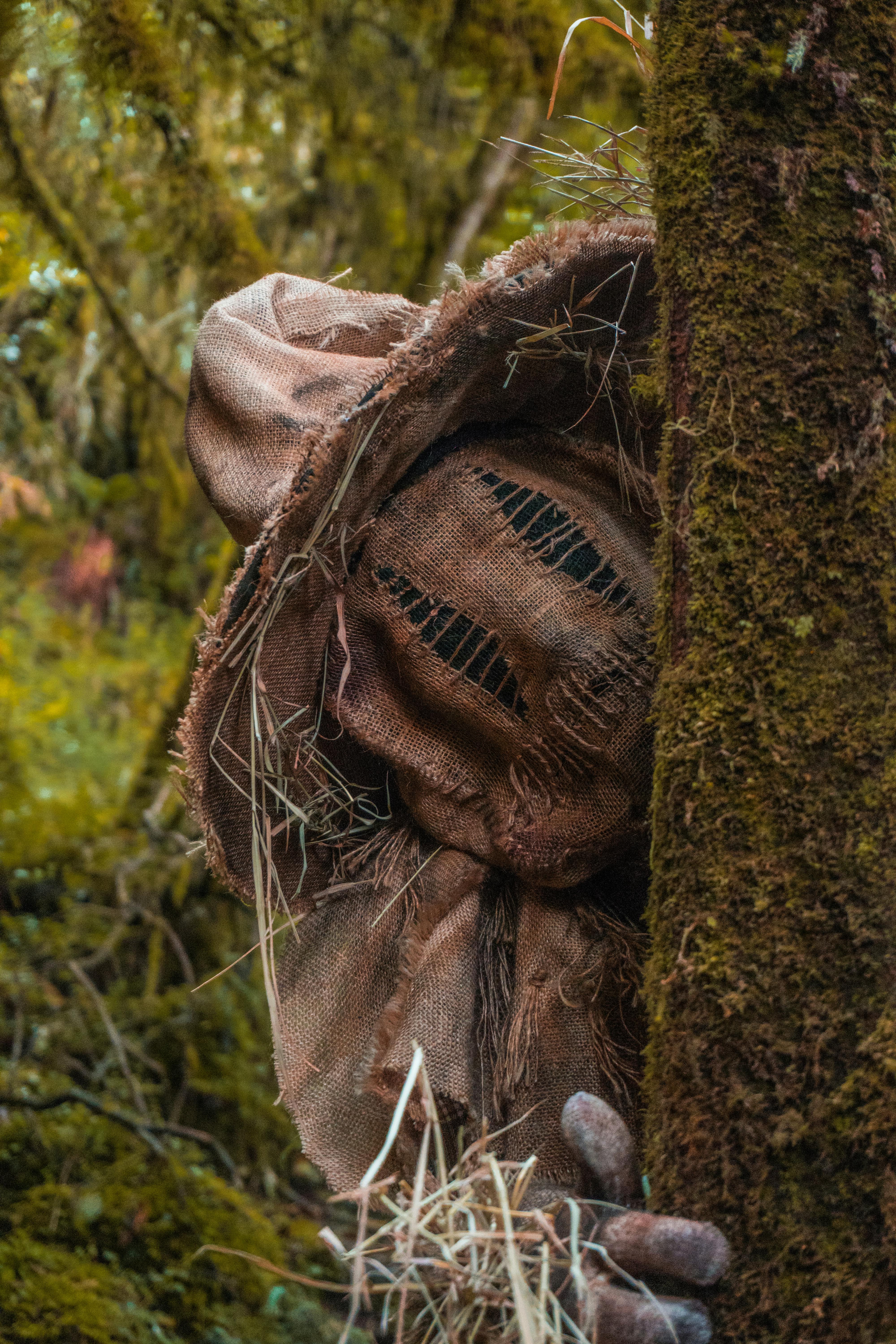 75.419+ Fotos y Imágenes de Bosque