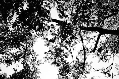 бесплатная Бесплатное стоковое фото с ветви, ветви деревьев, дерево Стоковое фото
