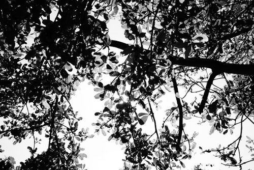 Free Black and white silhouette of tree branches and leaves creating a natural pattern against the bright sky. Stock Photo