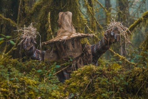 Základová fotografie zdarma na téma děsivý, divočina, halloween