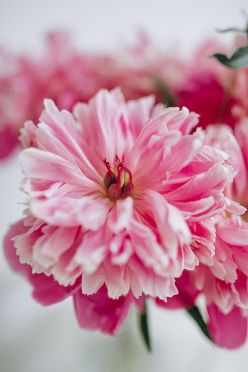 Pink Flower in Close Up Shot