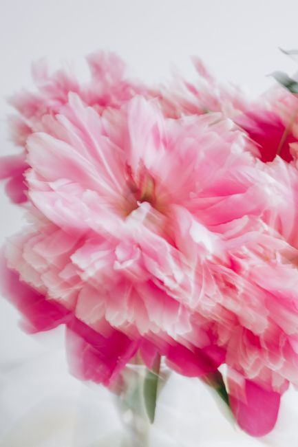 A captivating blurred close-up of pink peonies showcasing their vibrant petals.
