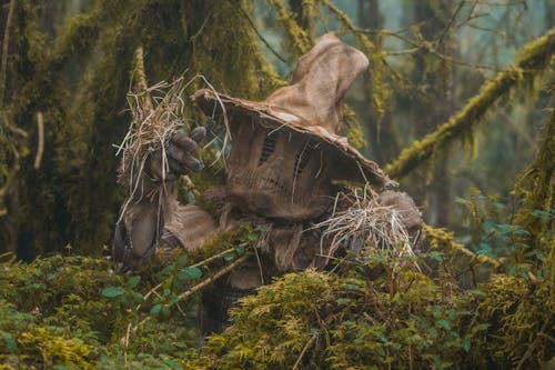 A Person in a Scarecrow Costume Behind Bushes
