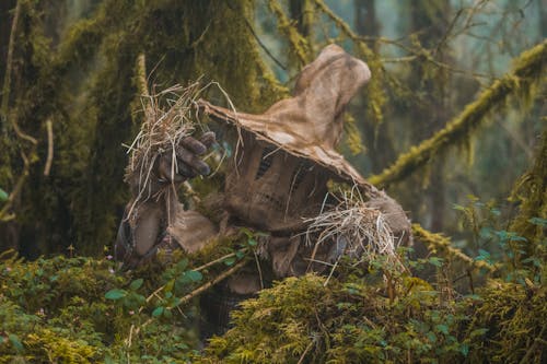 Fotos de stock gratuitas de bosque tenebroso, de miedo, disfraz