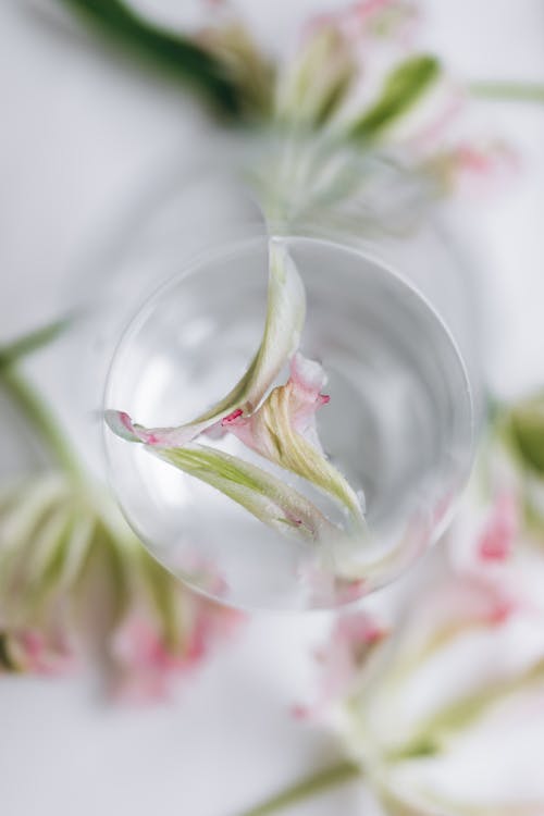 Close-up of Delicate Petals Floating in a Vase and Flowers Scattered on White Surface 
