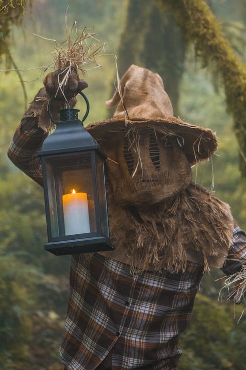 Fotos de stock gratuitas de arboles, bosque, bosque tenebroso