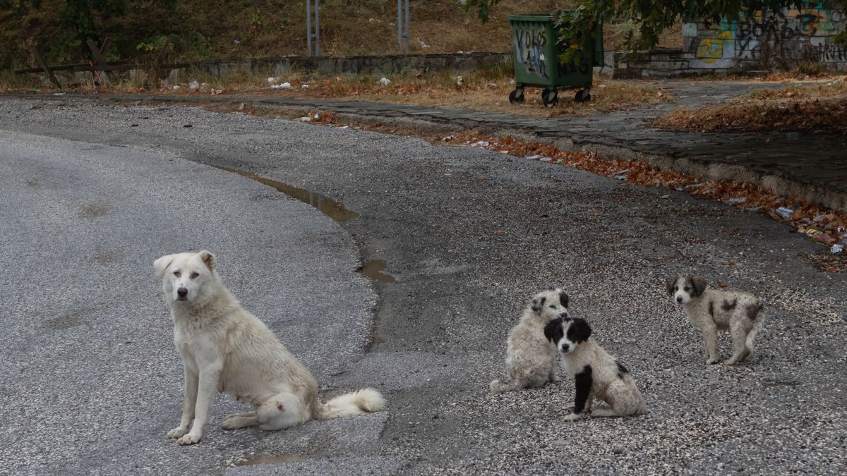 Understanding and Preventing Dogs Eating Their Puppies - Puppies Eating Yard And Outside