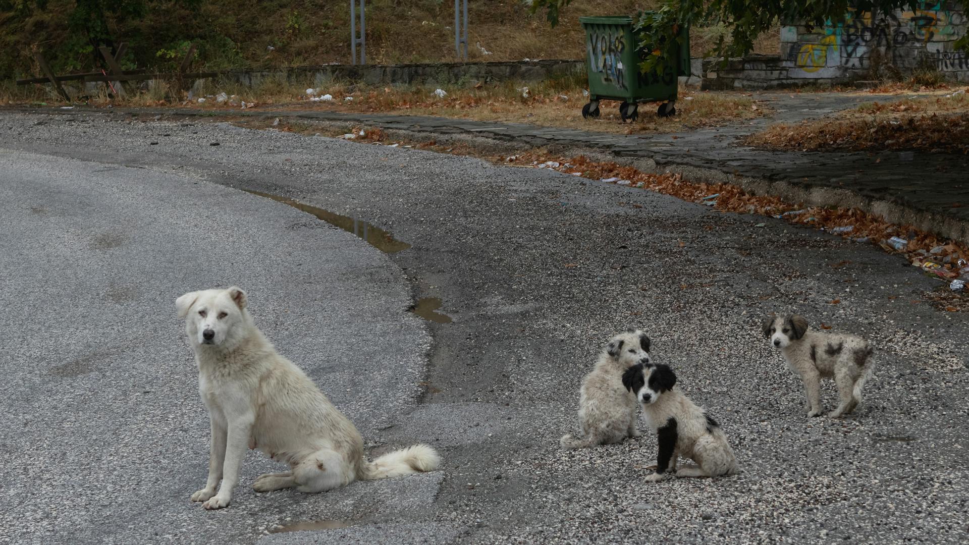 Un chien et un chiot sur la route