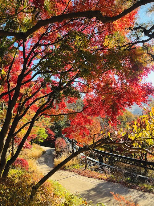 Photos gratuites de 4k, arbres, automne