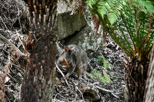 Foto d'estoc gratuïta de wallaby