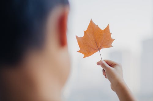 Boy Holding a Yellow Maple Leaf