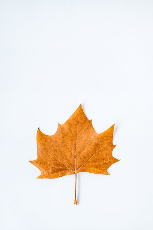 Autumn Maple Leaf on White Background