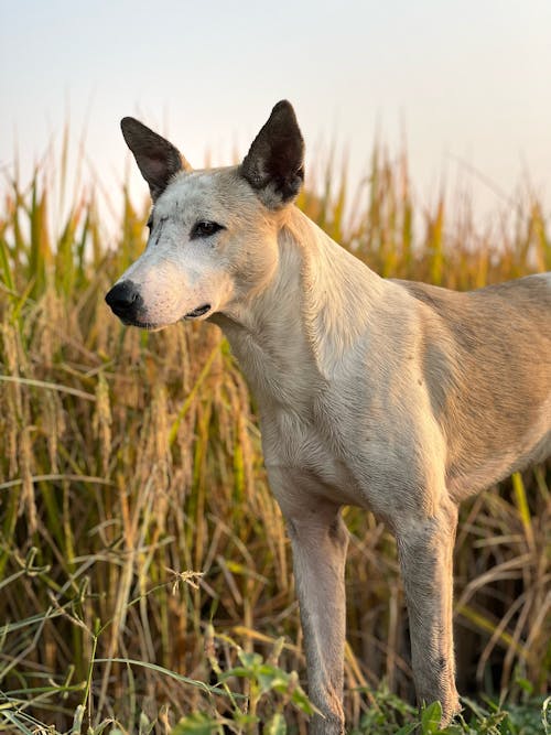 Foto stok gratis anjing, bidang, binatang