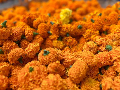 Close-Up Shot of Blooming Orange Marigold Flowers