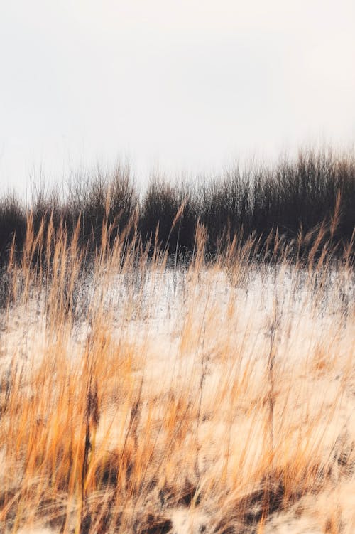 Бесплатное стоковое фото с болото, вертикальный выстрел, выращивание