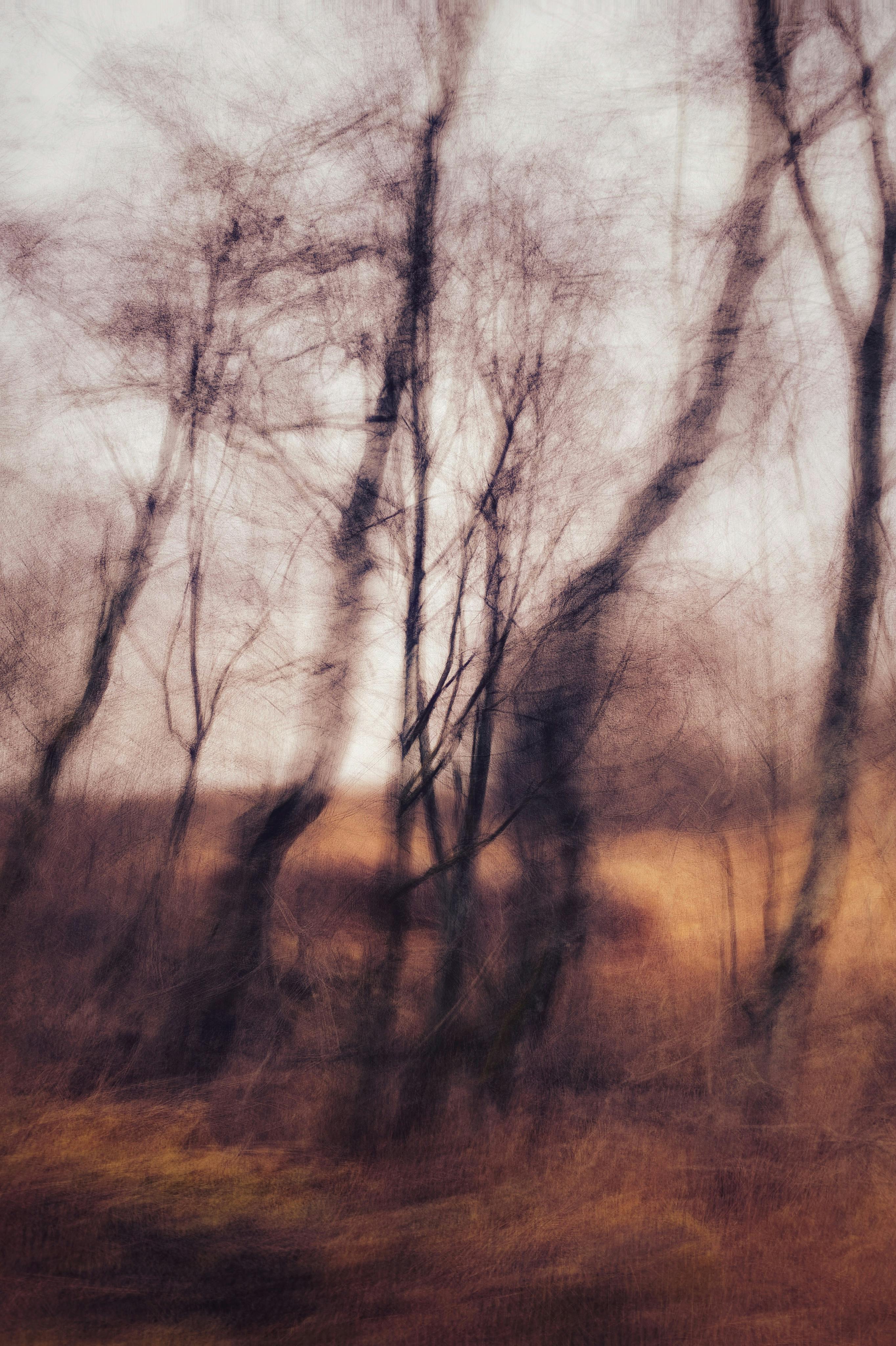 Abstract view of blurry trees in an autumn forest setting, creating a dreamy effect.