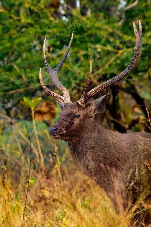Sambar Deer Standing in Grass