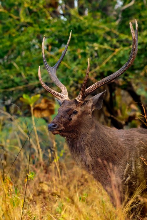 Free Capture of a sambar deer standing among tall grass in Panna, India, showcasing its striking antlers. Stock Photo