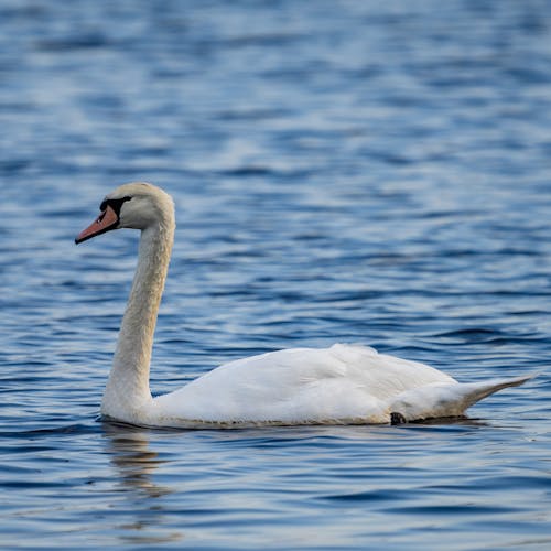 Close-Up Shot of a Mute Swan