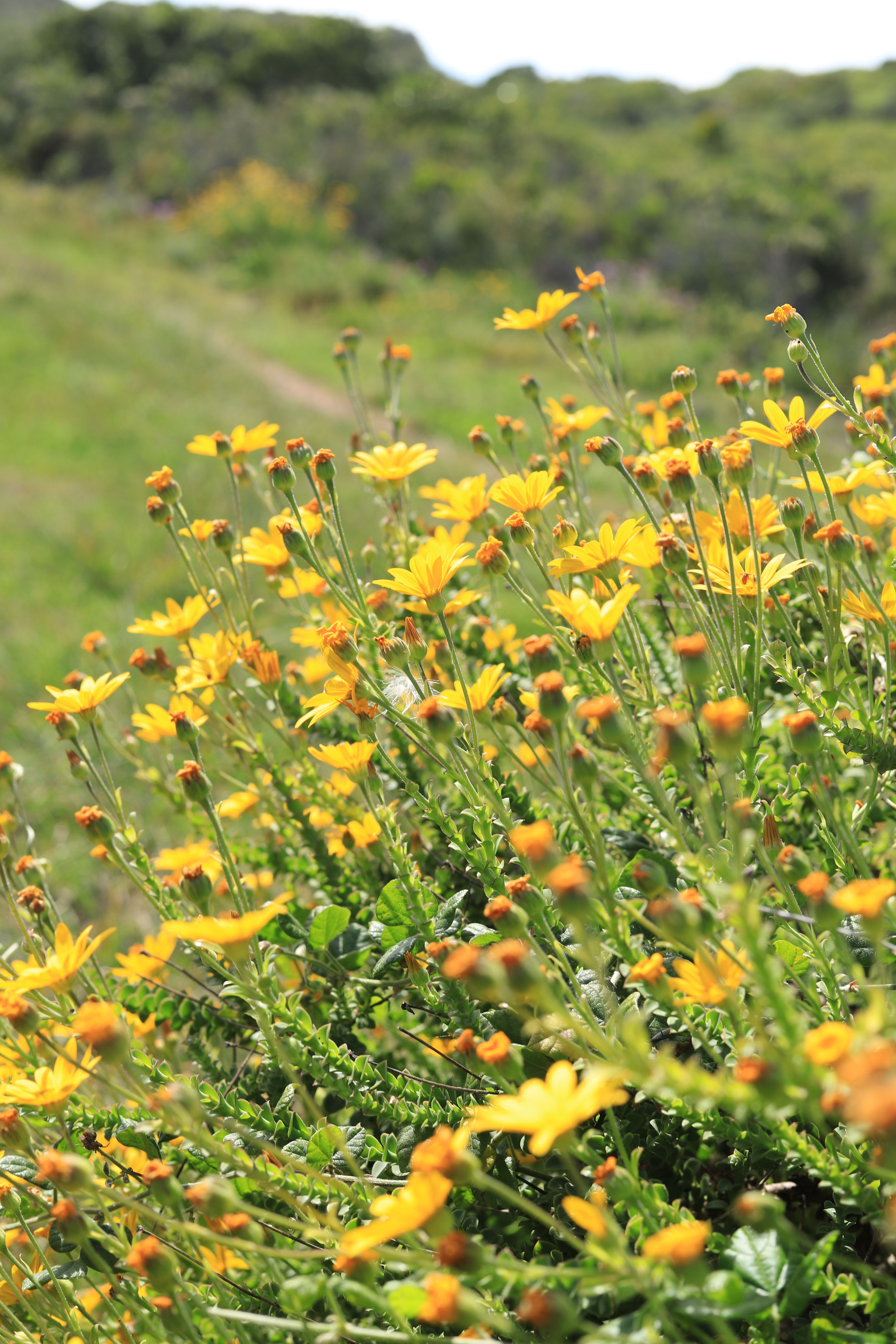 Photo of Yellow Flowers in the Meadow · Free Stock Photo
