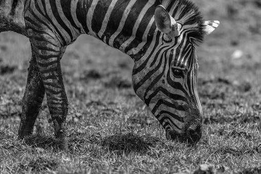 Monochrome image of a zebra grazing, showcasing its unique stripes.