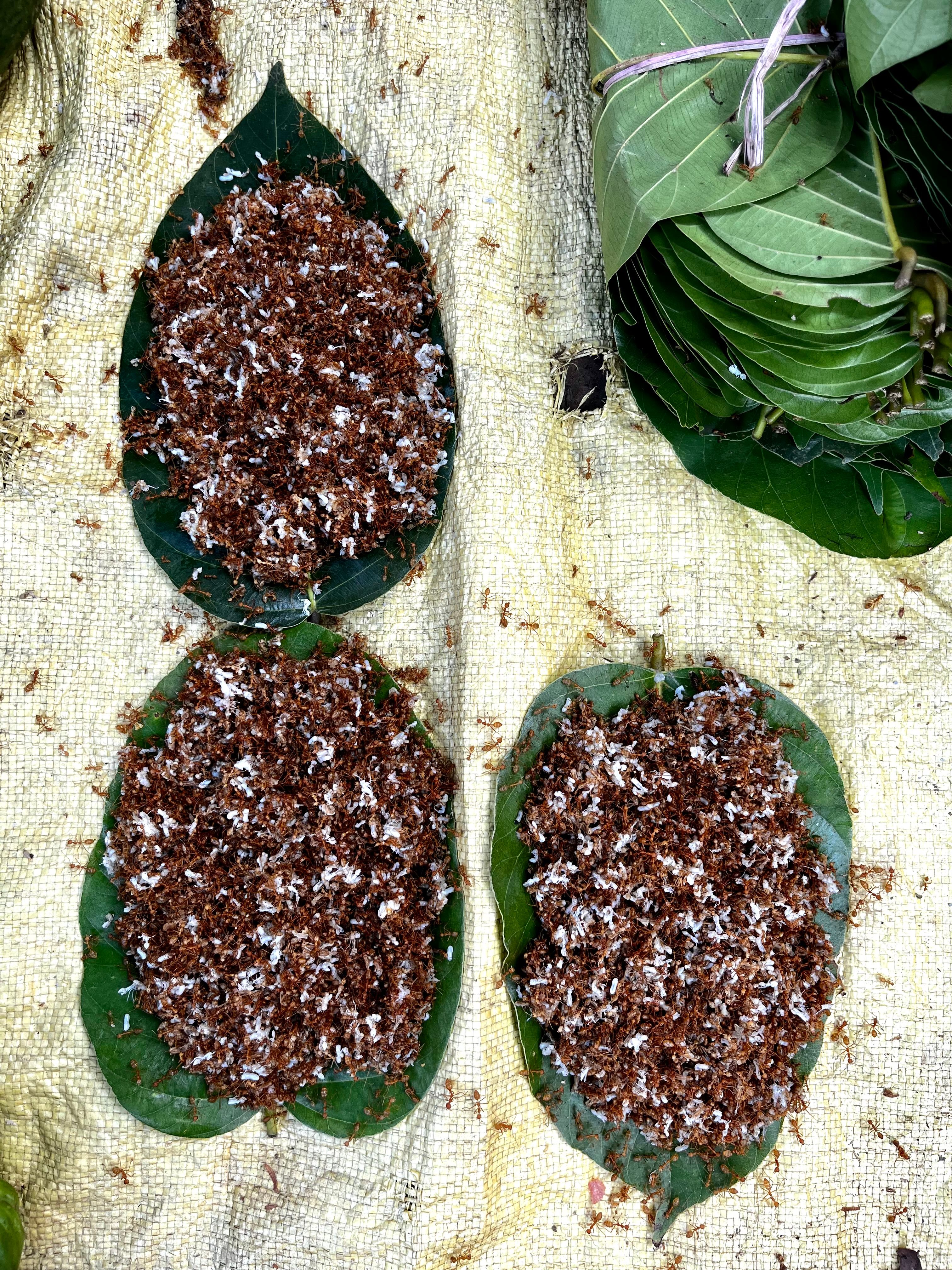Aerial view of traditional insect meal on green leaves arranged on cloth.