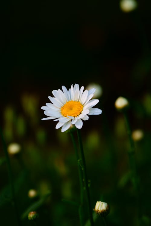 垂直拍摄, 常见的雏菊, 微妙 的 免费素材图片