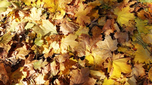 Foto profissional grátis de folhas de outono