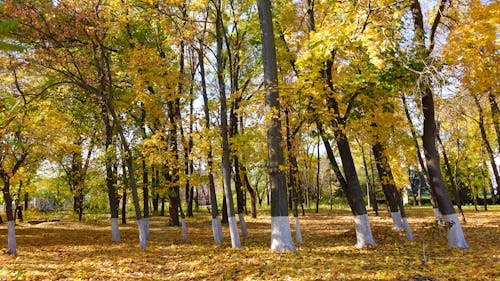 осенний парк