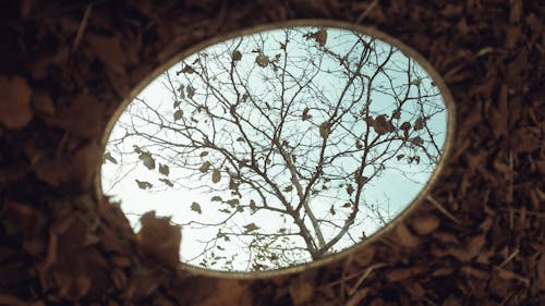 Autumn Tree Reflecting in Mirror Lying on Ground